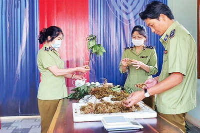 Cán bộ Đội Quản lý thị trường số 2 (Cục Quản lý thị trường tỉnh Kon Tum) kiểm đếm tang vật giả sâm Ngọc Linh.