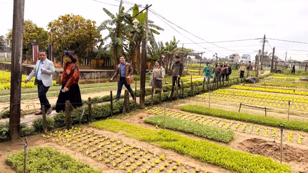 Đoàn khảo sát Làng rau Trà Quế - Làng du lịch tốt nhất thế giới năm 2024 do Tổ chức Du lịch Liên hợp quốc (UN Tourism) bình chọn.