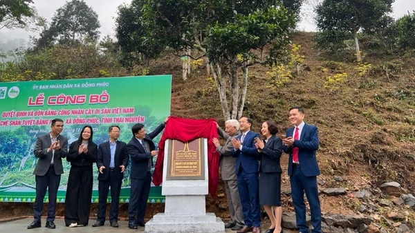 Thực hiện nghi thức gắn biển cho quần thể 12 cây chè Di sản Việt Nam. (Ảnh: TUẤN SƠN).