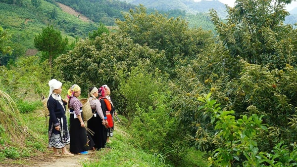 Sơ Kết 12 Năm Kết Nghĩa Hữu Nghị Giữa Thôn Lồ Cố Chin (Việt Nam) Và Thôn Lao Kha (Trung Quốc) Liên Kết Sản Xuất Được Thái Nguyên Xác Định Là Động Lực Giúp Hộ Nghèo Thoát Nghèo Bền Vững. (Trong Ảnh: Mô Hình Vườn Dẻ Liên Kết Của Đồng Bào Dân Tộc Thiểu Số Ở Xã Ngân Sơn). (Ảnh: Tuấn Sơn)