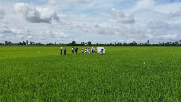 Mô hình canh lúa chất lượng cao và giảm phát thải tại tỉnh An Giang. Ảnh Ánh Nguyệt.