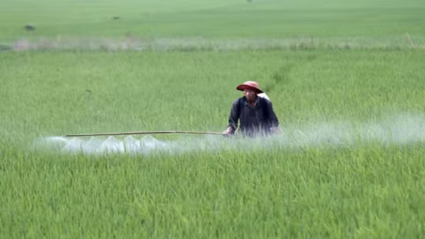 Vụ đông xuân 2026, các tỉnh phía bắc gieo cấy hơn 1.027.000 ha lúa.