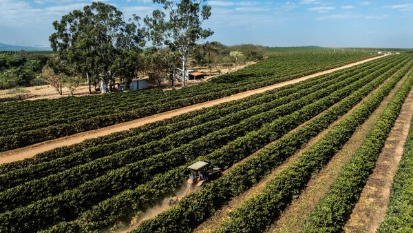 Cánh đồng cà-phê tại Minas Gerais, Brazil. (Ảnh: THX/TTXVN)