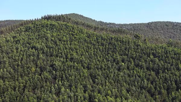 [Infographic] Bức tranh toàn cảnh về thực trạng rừng tại Việt Nam