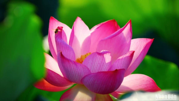 Mùa hè về Bắc Ninh ngắm sen hồng.