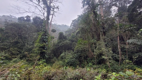 Trồng rừng gỗ lớn để gia cố lá chắn xanh