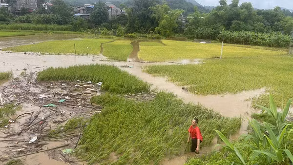 Mưa lũ gây ngập úng nhiều diện tích hoa màu của người dân huyện Bạch Thông. (Ảnh: TUẤN SƠN)