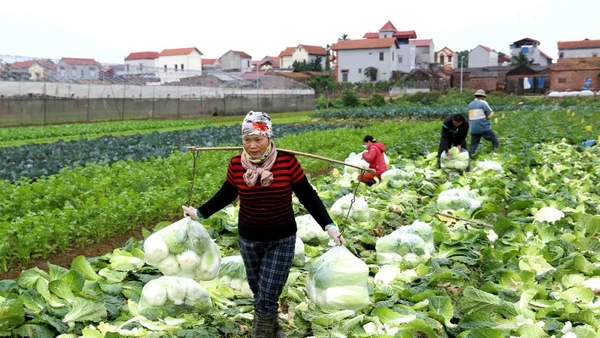 Người dân cần khẩn trương thu hoạch rau màu ở vùng thấp trũng. 