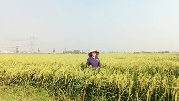 Cánh đồng nếp cái hoa vàng trĩu bông ở xã Thư Lâm, thành phố Hà Nội.