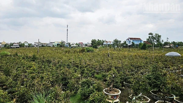 Mai vàng tại Gia Lai sẵn sàng cho vụ Tết Nguyên đán Bính Ngọ 2026.