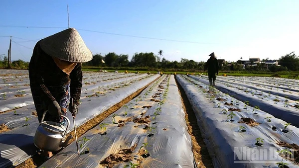 Những cánh đồng ớt ở cuối nguồn sông Kôn, xã Tuy Phước đang được nông dân tất bật chăm sóc để kịp cung ứng cho thị trường Tết.
