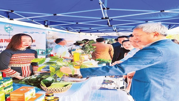 Nâng tầm giá trị sâm Ngọc Linh