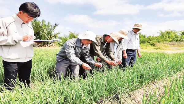 Hệ thống tưới nhỏ giọt do Viện Nghiên cứu phát triển Đồng bằng sông Cửu Long chuyển giao tại phường Vĩnh Châu.