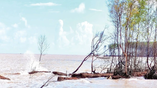 Sóng biển tàn phá đai rừng phòng hộ, gây sạt lở nghiêm trọng tại cửa biển Bồ Đề, xã Tam Giang.