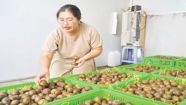 Khu vực "ru ngủ" ốc của gia đình chị Đặng Thế Quỳnh Anh.