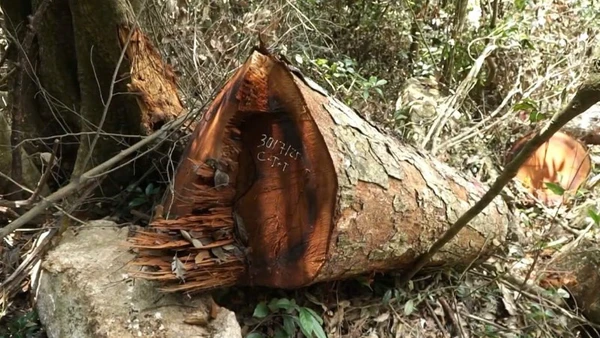 Một cây nghiến bị chặt hạ trái phép vẫn còn tươi gốc. (Ảnh: VĂN LINH)