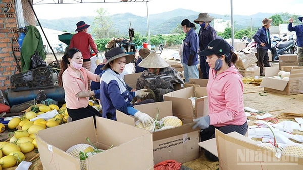 Người dân xã Ia Phí đóng gói sản phẩm dưa lưới để đưa ra thị trường.