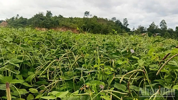 Nhiều loại cây trồng ngắn ngày như ngô, đậu, mè... phù hợp với thổ nhưỡng của Phú Túc.