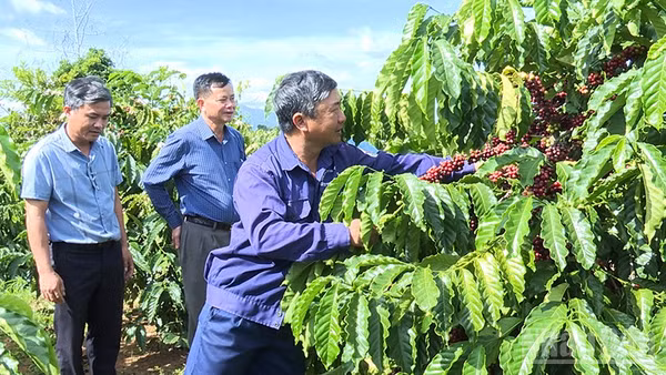 Chi bộ Đội 6, Đảng bộ Công ty TNHH MTV Cà phê 731 hoàn thành xuất sắc nhiệm vụ sản xuất kinh doanh.