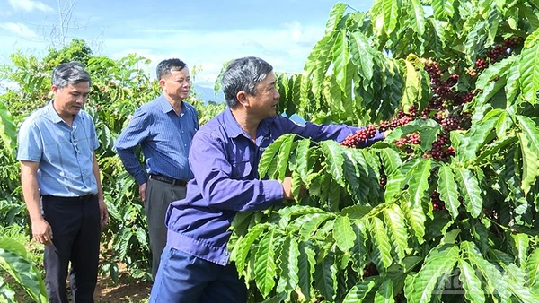 Chi bộ Đội 6, Đảng bộ Công ty TNHH MTV Cà phê 731 hoàn thành xuất sắc nhiệm vụ sản xuất kinh doanh.