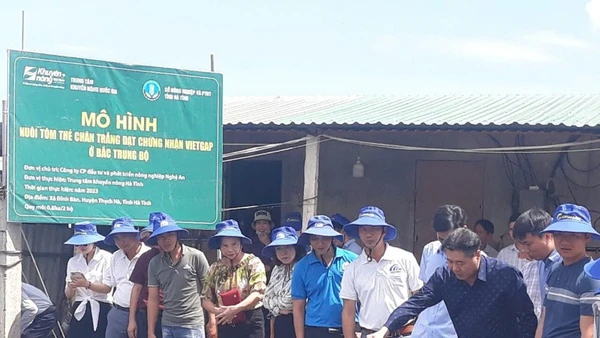 Trung tâm Khuyến nông quốc gia hỗ trợ xây dựng mô hình nuôi tôm thẻ chân trắng khu vực Bắc Trung Bộ.