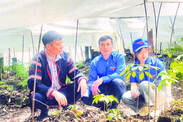 Các chương trình trao tặng cây giống cho thanh niên hỗ trợ khởi nghiệp và thúc đẩy phát triển kinh tế địa phương.