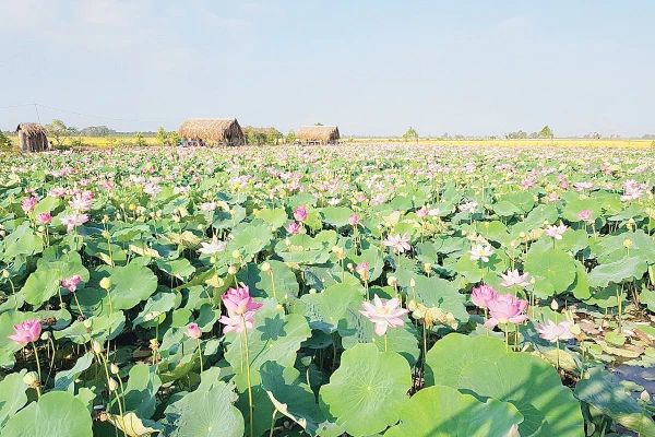 Sen hồng- biểu tượng tinh thần và tiềm năng phát triển kinh tế của Đồng Tháp.