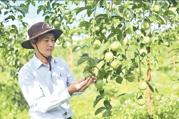 Gia Lai là trung tâm sản xuất lớn nhất, là “thủ phủ” chanh leo của vùng Tây Nguyên.