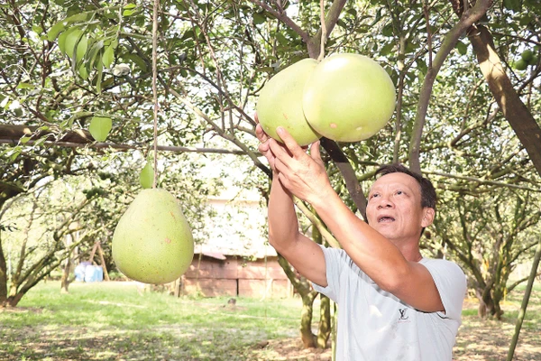 Ông Ngô Văn Sơn, một trong những người góp phần nâng cao thương hiệu bưởi Tân Triều.