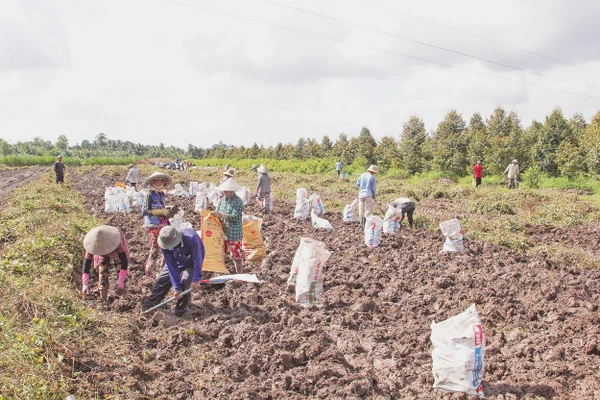 Nông dân xã Bình Phước, tỉnh Vĩnh Long thu hoạch khoai mỡ. Ảnh: Bá Dũng