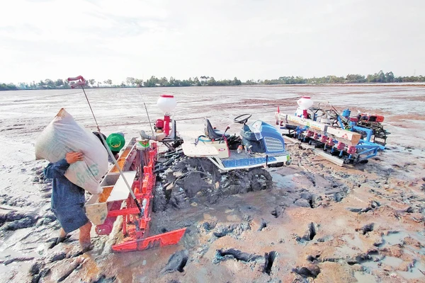 Nhiều khu vực sản xuất nông nghiệp có nguy cơ thiếu nước và xâm nhập mặn. Ảnh: Báo Kiên Giang