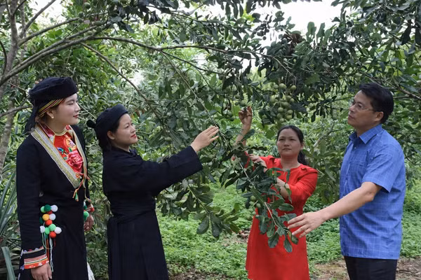 Cán bộ nông nghiệp hướng dẫn người dân kỹ thuật trồng mắc ca. Ảnh: Tân Văn