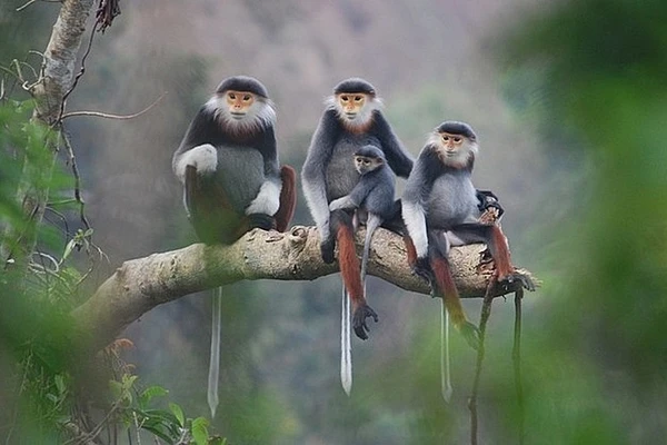 Bảo tồn, bảo vệ loài nguy cấp, quý, hiếm.