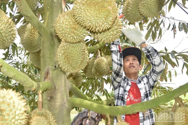 Sản lượng sầu riêng của tỉnh Đồng Tháp rất lớn nhưng chất lượng chưa đồng đều.