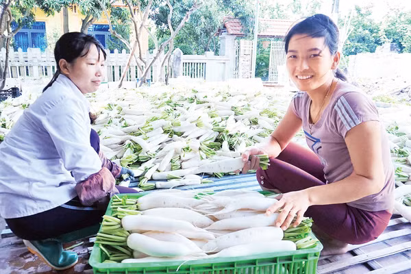 Thủ đô Hà Nội đang phát triển đa dạng các mô hình sản xuất rau an toàn. Ảnh: VĂN HỌC