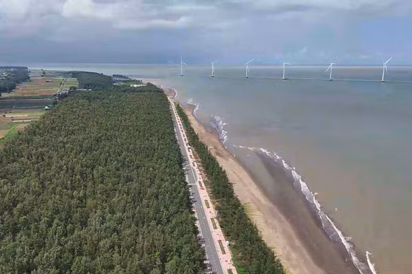 Hàng rào phi lao dài hàng chục km là giải pháp "phi công trình" rất hiệu quả, giúp che chắn hoa màu và nhà cửa của người dân vùng Duyên Hải.