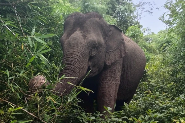 Voi hoang dã xuất hiện và cảnh báo phòng tránh xung đột voi-người ở Đắk Lắk. (Ảnh minh họa)