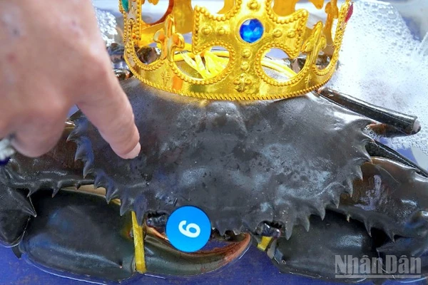 “Nhà vô địch” cua Cà Mau có trọng lượng lên đến 1.820,3 gram (hơn 1,82kg), và chiều rộng mai gần 20cm.