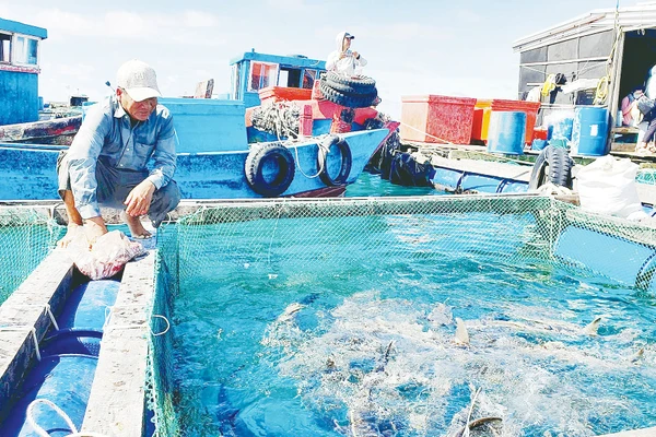 Nhiều ngư dân miền trung đã chuyển từ khai thác hải sản kiểu tận diệt sang nghề nuôi biển.