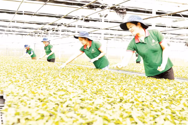 Lớp đào tạo nghề cho lao động nông thôn gắn với các lĩnh vực sản xuất nông nghiệp tại tỉnh Lâm Đồng. 