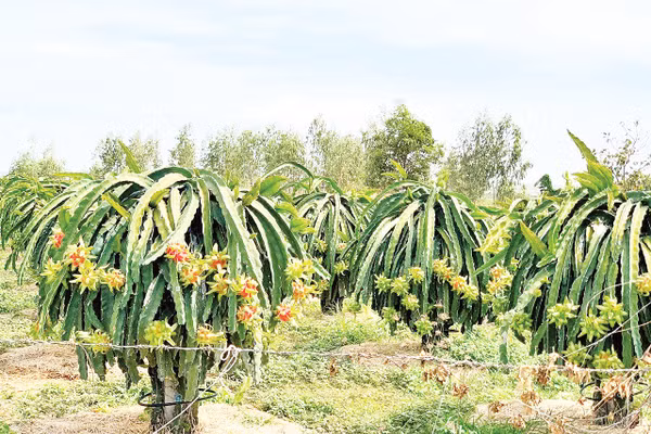 Vườn thanh long nhà ông Trà ra quả sớm.
