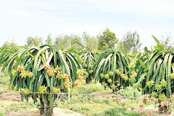 Vườn thanh long nhà ông Trà ra quả sớm.