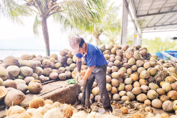 Ngành dừa Việt Nam đã phát triển được gần 90 dòng sản phẩm. 