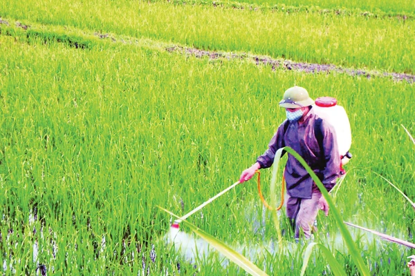 Để trả lại mầu xanh cho cỏ, cần bắt đầu từ thay đổi thói quen canh tác lạm dụng thuốc hóa học.