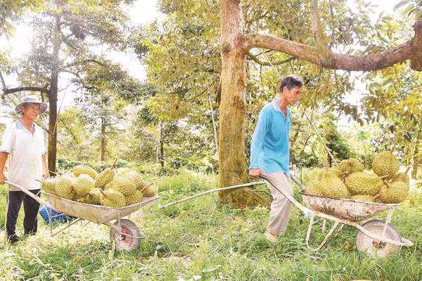 Vận chuyển sầu riêng từ vườn ra bán cho thương lái tại xã Long Tiên, tỉnh Đồng Tháp.