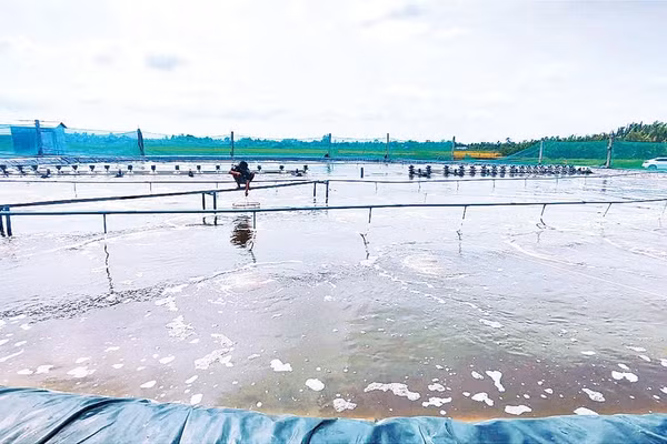 Một trang trại nuôi tôm công nghiệp thuộc cánh đồng năn xã Trần Đề. 