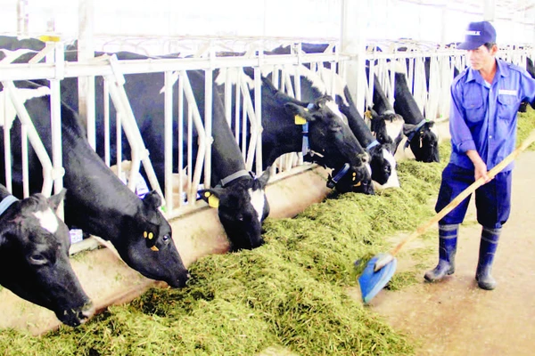 Trang trại nuôi bò sữa của doanh nghiệp tại xã Đơn Dương, tỉnh Lâm Đồng được đầu tư hiện đại.