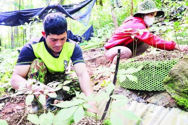 Xã Măng Ri hỗ trợ người dân mở rộng diện tích các cây trồng đặc hữu của địa phương như cà-phê, sâm Ngọc Linh và dược liệu để nâng cao.