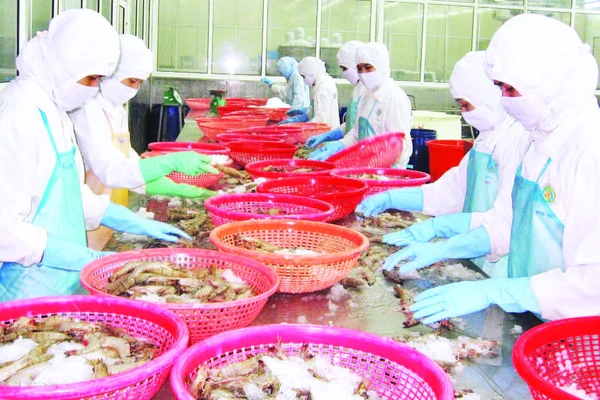 Chế biến tôm sú xuất khẩu ở thành phố Cần Thơ.