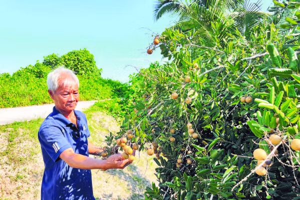 Gia đình ông Nguyễn Ngọc Lân khấm khá nhờ trồng cây nhãn xuồng đặc sản của địa phương.